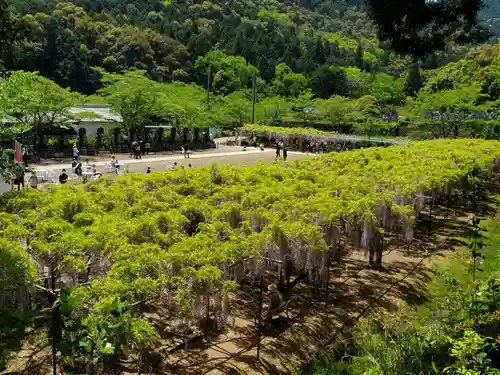 天台宗 五大山 白毫寺の自然