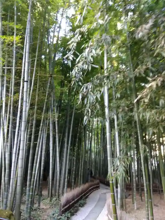 報国寺(神奈川県)
