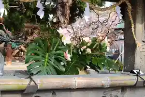 三津厳島神社(愛媛県)(2024年04月05日(金) 11時20分59秒投稿)