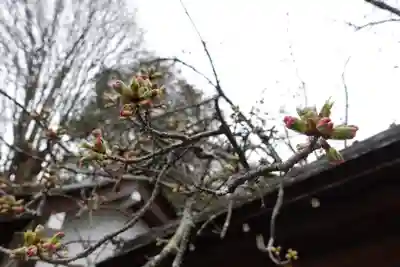 平野神社(京都府)