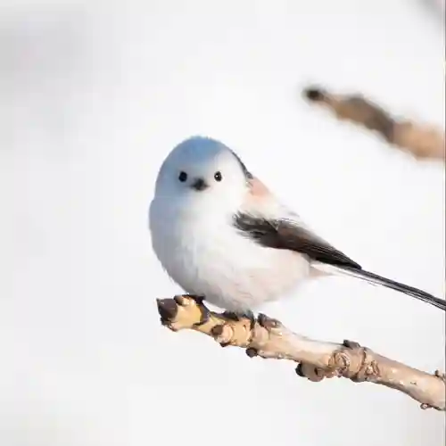帯廣神社(北海道)
