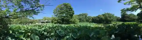 鶴岡八幡宮の庭園