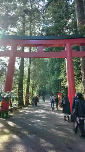 箱根神社の鳥居