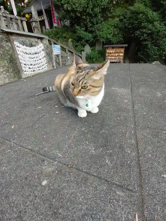 前玉神社の動物