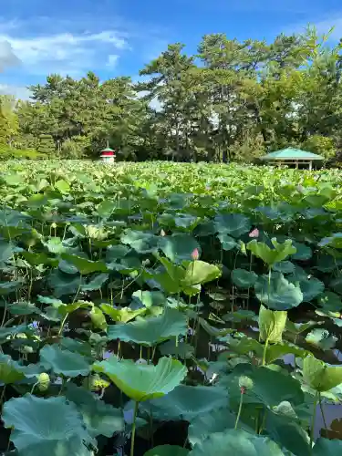 白山神社(新潟県)