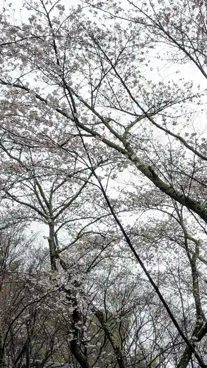 勝持寺(花の寺)(京都府)