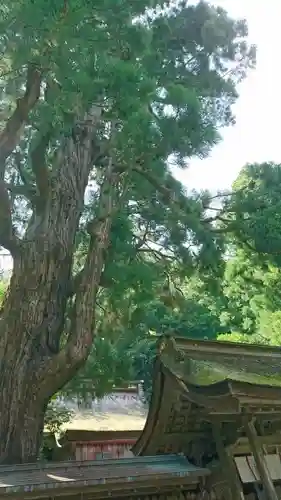 若狭姫神社（若狭彦神社下社）の自然