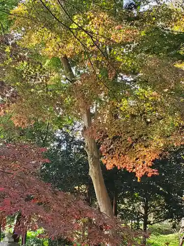 沙沙貴神社の自然