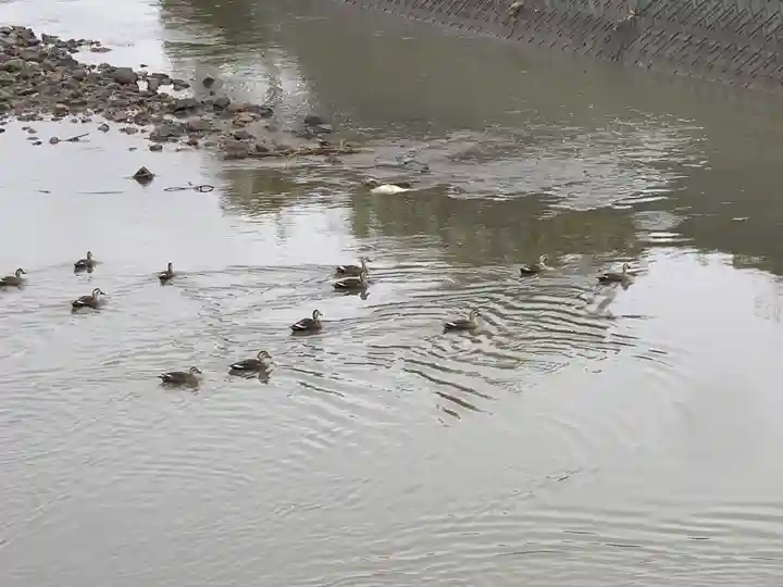 寺岡山元三大師の動物