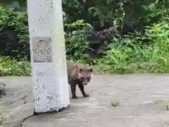 東山稲荷神社の動物