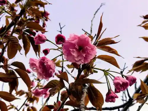 旭川銀座弁天神社の自然