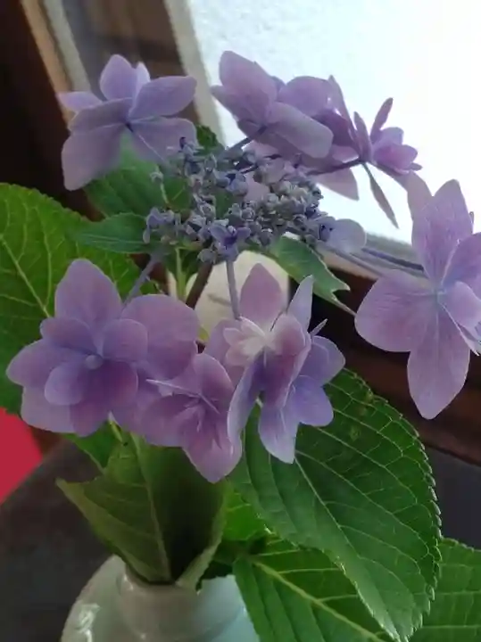 長壽寺(長寿寺)の自然