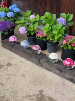 般若寺 ❁﻿コスモス寺❁(奈良県)