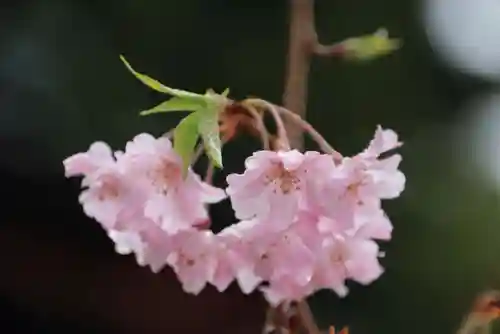 豊景神社の自然