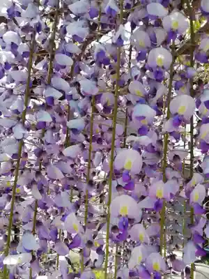 大澤山　龍藏寺の自然