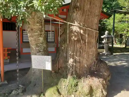 塩田八幡宮の自然