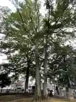 大宮前春日神社の自然