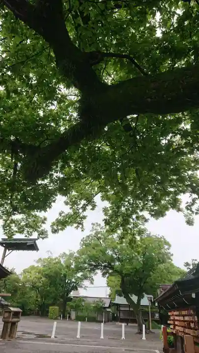 尾張大國霊神社(国府宮)の自然