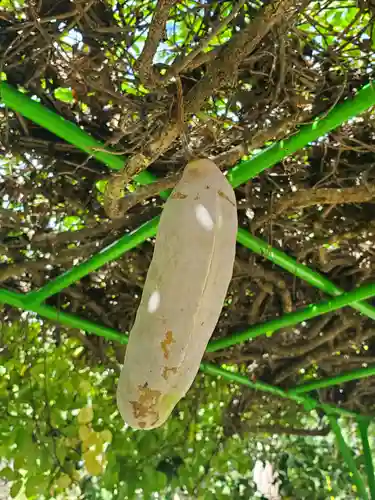 沙沙貴神社の自然
