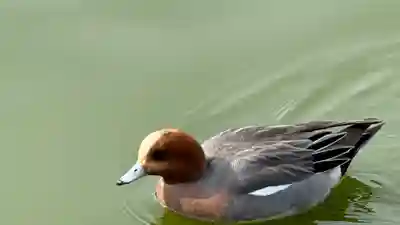 橿原神宮(奈良県)