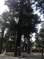 伊勢神宮外宮(豊受大神宮)の自然