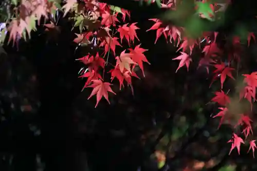 真照寺の庭園