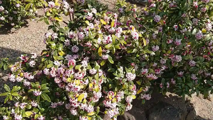 八坂神社の自然