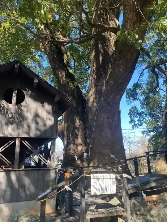藤白神社の自然