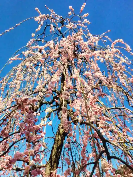 常性寺(東京都)