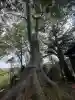 二本松神社の{uncategorized: "未分類", other: "その他", undefined: "問題あり", building: "その他建物", grave: "お墓", sacred_gate: "鳥居", guardian: "狛犬", statue: "像", buddha: "仏像", history: "歴史", nature: "自然", garden: "庭園", animal: "動物", pagoda: "塔", temizu: "手水舎", mountain_gate: "山門・神門", sanctuary: "本殿・本堂", subordinate: "末社・摂社", art: "芸術", scenery: "景色", jizo: "地蔵", ema: "絵馬", goshuin: "御朱印", omikuji: "おみくじ", items: "授与品その他", amulet: "お守り", goshuincho: "御朱印帳", eats: "食事", festival: "お祭り", votive_dance: "神楽", shichigosan: "七五三参", wedding: "結婚式", experience: "体験その他", initially: "初詣", around: "周辺", anti_infection: "感染症対策"}