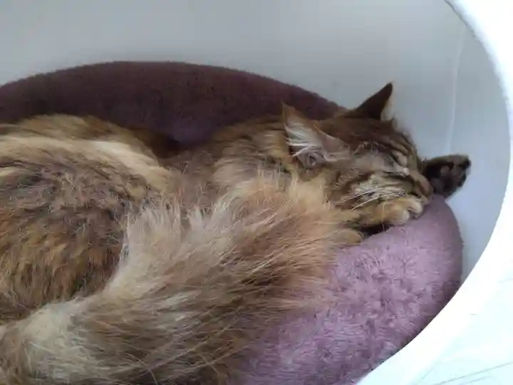 御誕生寺(猫寺)(福井県)