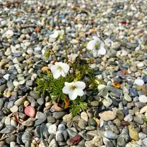 嘉祥寺の庭園(2020年03月21日(土) 16時36分02秒投稿)