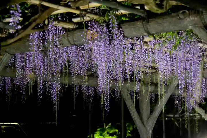 亀戸天神社の自然
