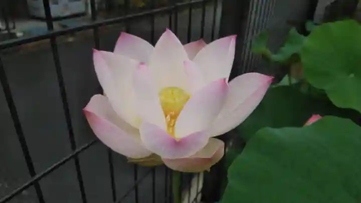 浄土宗 光明山 大蓮寺(照曜会館)の自然