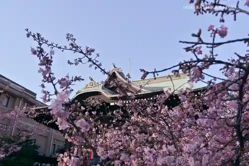 桜神宮の自然