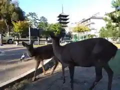 興福寺の動物