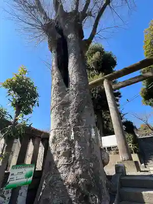 所澤神明社(埼玉県)
