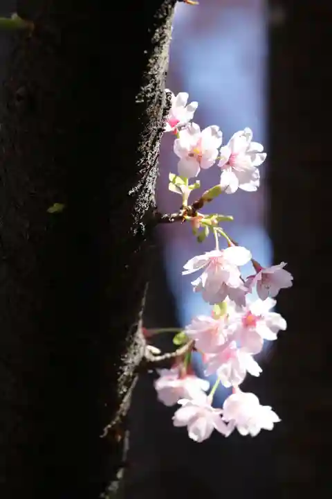 蔵前神社(東京都)