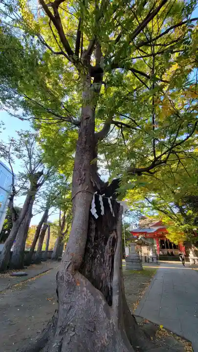 戸部杉山神社の自然