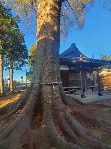 大根神社の自然