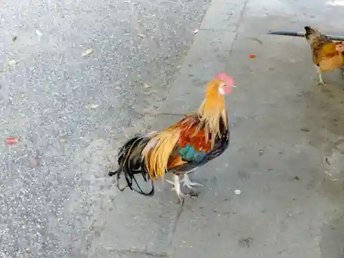 石上神宮の動物