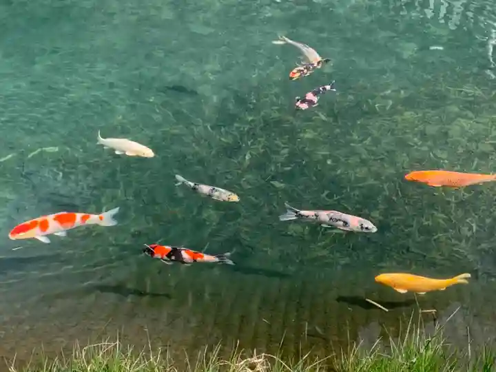 水分神社の動物
