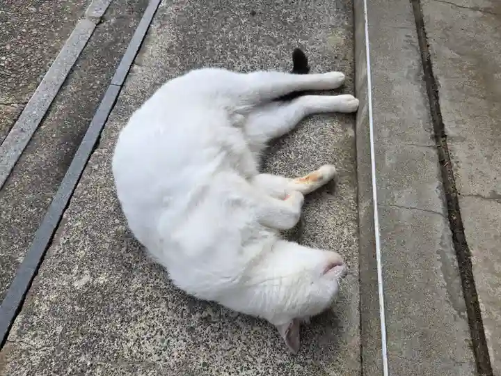 御誕生寺(猫寺)(福井県)