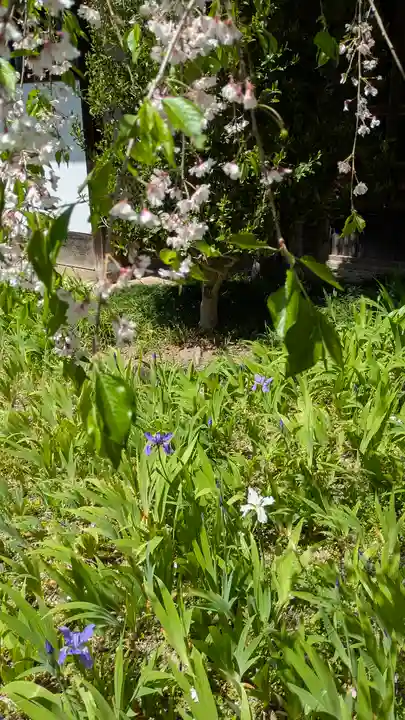 得浄明院(善光寺別院)(京都府)