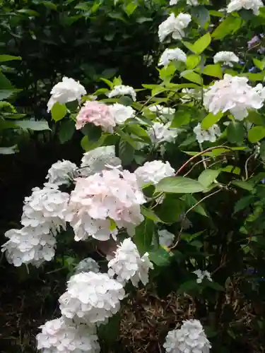 高幡不動尊　金剛寺(東京都)