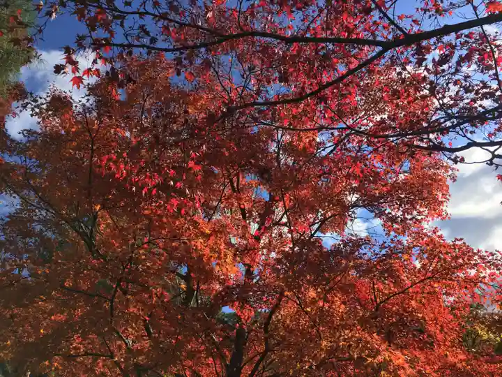 東福禅寺(東福寺)の自然