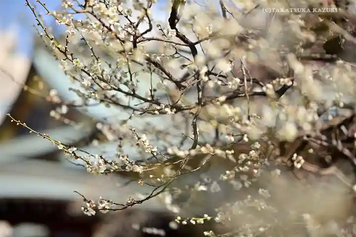湯島天満宮の自然