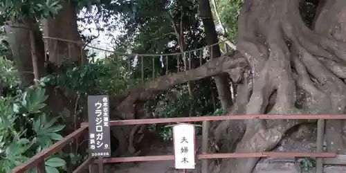 春日神社の自然