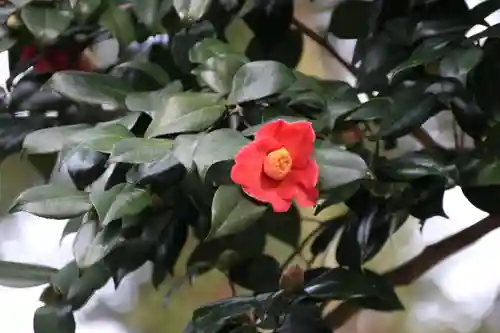 阿久津「田村神社」（郡山市阿久津町）旧社名：伊豆箱根三嶋三社の自然