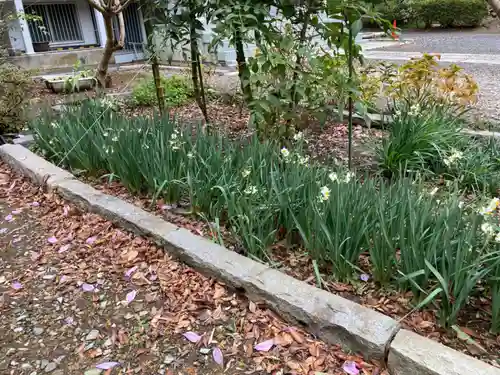 妙伝寺（妙傳寺）の自然